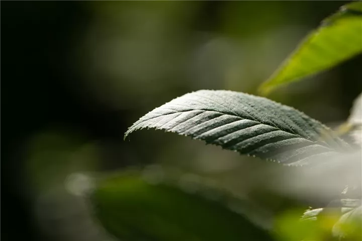 Carpinus betulus