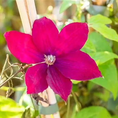 Topfgrösse 4 Liter - Waldrebe, Clematis - Clematis (Grossbl., spätblüh.) 'Rouge Cardinal'