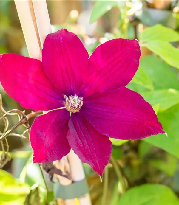 Clematis (Grossbl., spätblüh.) 'Rouge Cardinal'