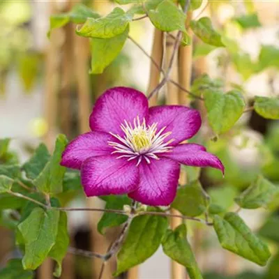 Topfgrösse 4 Liter - Waldrebe, Clematis - Clematis (Grossbl., spätblüh.) 'Ville de Lyon'