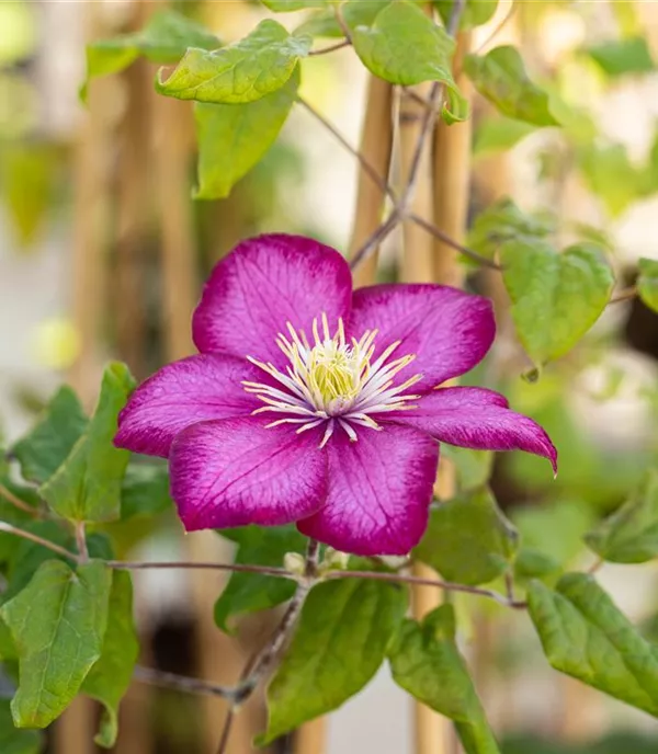 Clematis (Grossbl., spätblüh.) 'Ville de Lyon'