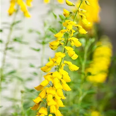 im Container 40 - 50 - Schwarzschotenginster - Cytisus nigricans 'Cyni'