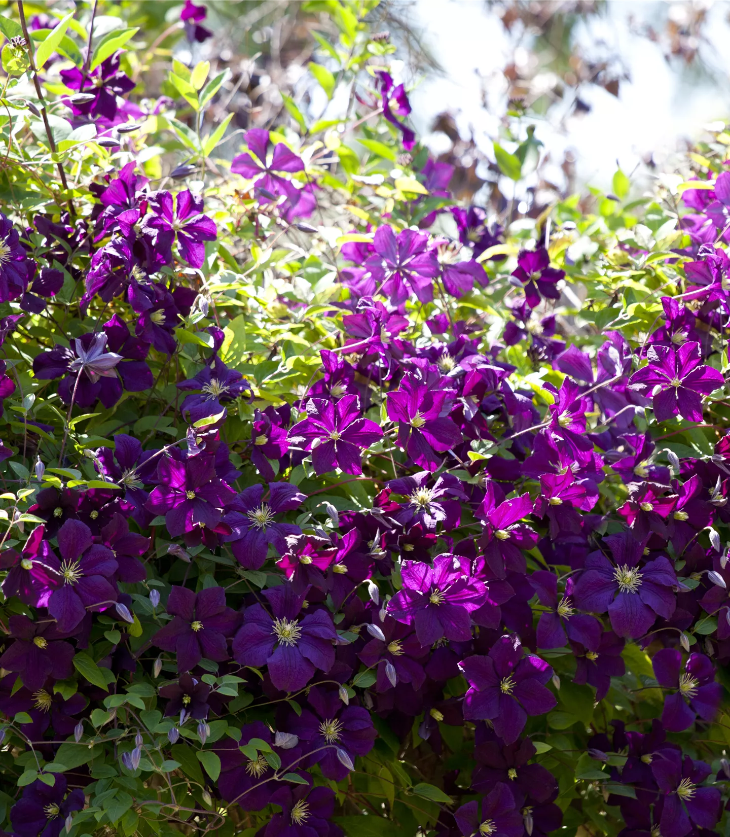 Clematis (Viticella-Gruppe) 'Etoile Violette'