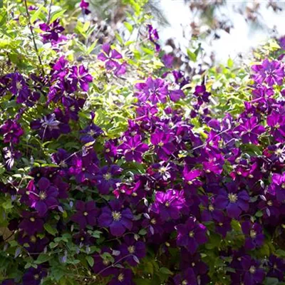 Topfgrösse 4 Liter - Waldrebe, Clematis - Clematis (Viticella-Gruppe) 'Etoile Violette'