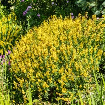 im Container 40 - 50 - Besenginster - Cytisus scoparius