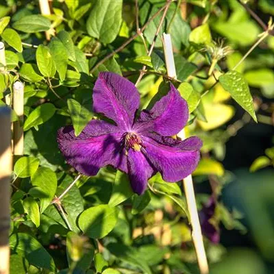 Topfgrösse 4 Liter - Waldrebe, Clematis - Clematis (Viticella-Gruppe) 'Polish Spirit'