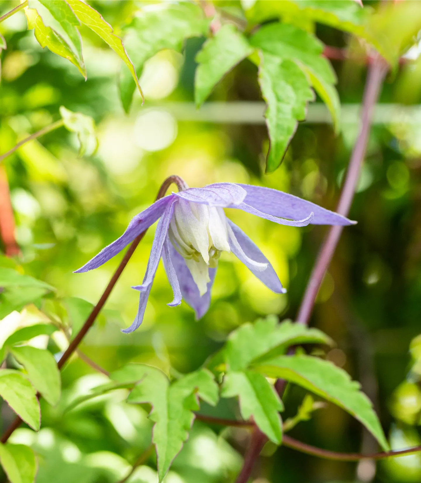 Clematis alpina