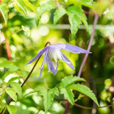 Topfgrösse 4 Liter - Alpenrebe, Clematis - Clematis alpina