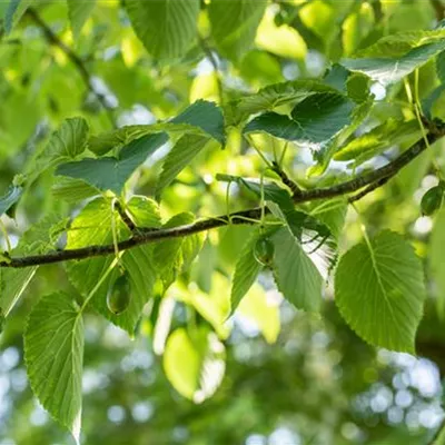 im Container 150 - 175 - Taubenbaum - Davidia involucrata