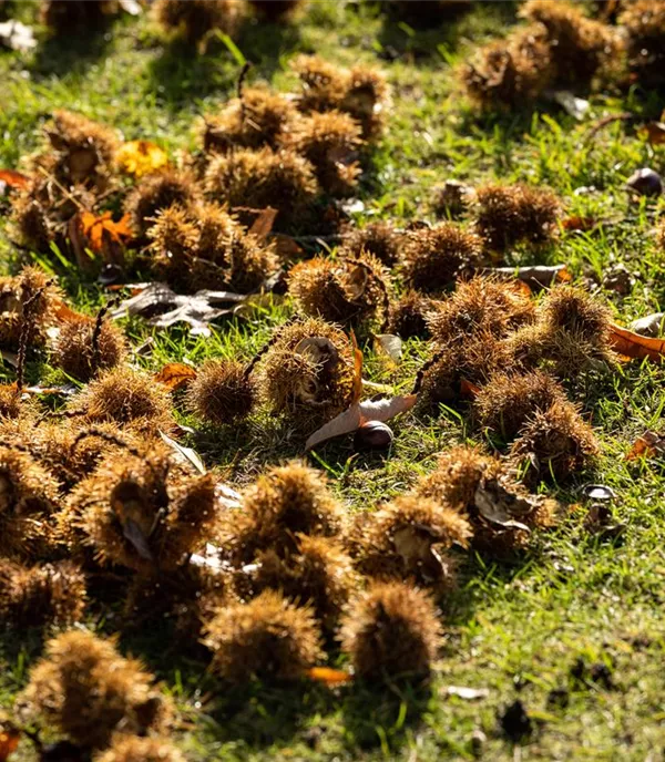 Castanea sativa Veredelung