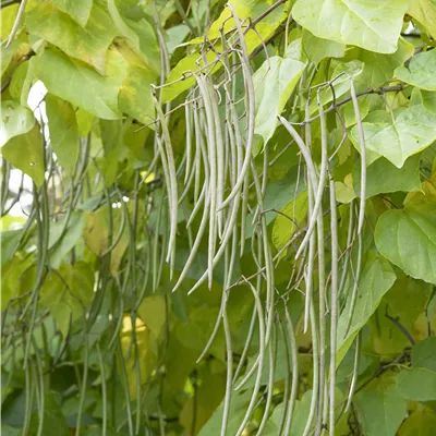 Hochstamm mit Ballen Stammumfang 12 - 14cm - Trompetenbaum - Catalpa bignonioides