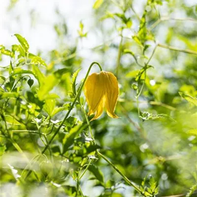 Topfgrösse 4 Liter - Waldrebe, Clematis - Clematis orientalis