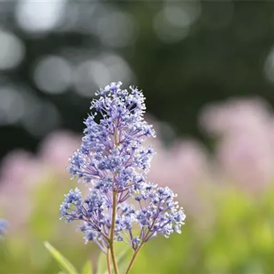 im Container 40 - 50 - Säckelblume - Ceanothus delilianus (x) 'Gloire de Versailles'