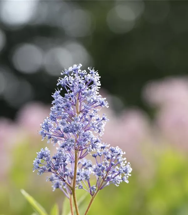 Ceanothus delilianus (x) 'Gloire de Versailles'