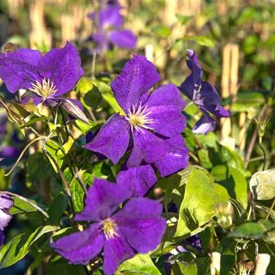 Topfgröße 4 Liter - Waldrebe, Clematis - Clematis 'Warszawska Nike'