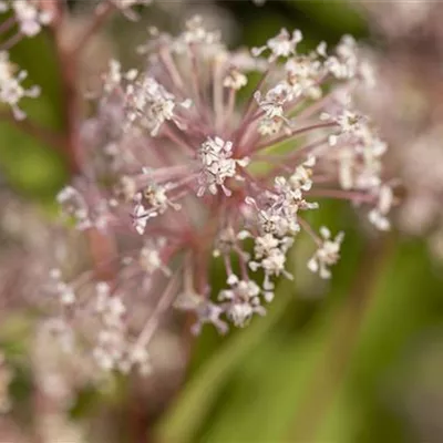 im Container 40 - 50 - Säckelblume - Ceanothus pallidus (x) 'Marie Simon'