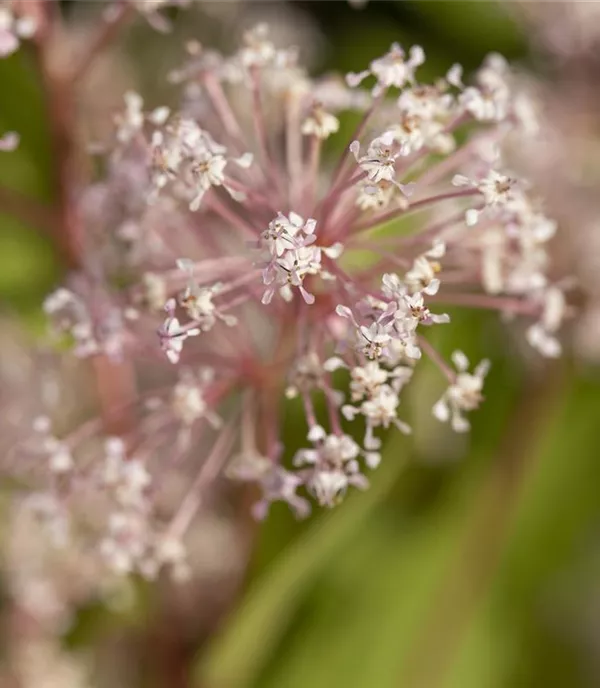 Ceanothus pallidus (x) 'Marie Simon'