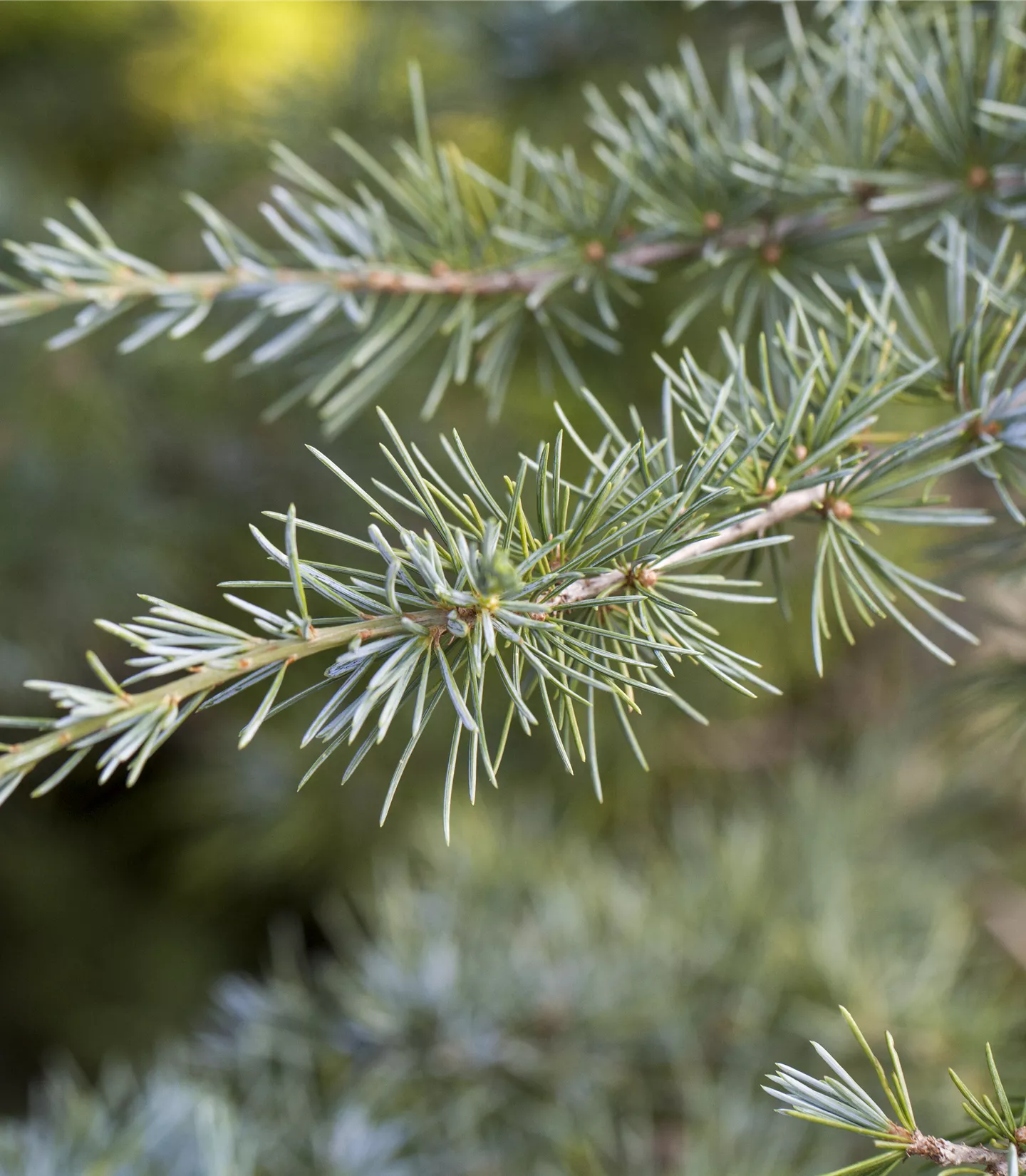 Cedrus deodara