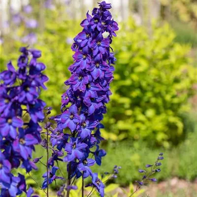 Topfgrösse 1 Liter - Pacific-Garten-Rittersporn 'Black Knight' - Delphinium (Pacific-Gruppe) 'Black Knight'