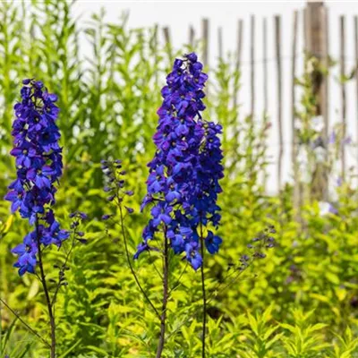 Topfgrösse 1 Liter - Rittersporn - Delphinium 'Finsteraarhorn'