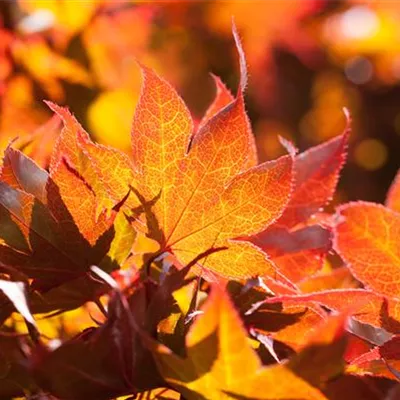 Container 70 - 80 - Japan. Ahorn, Fächerahorn - Acer palmatum 'Fireglow'