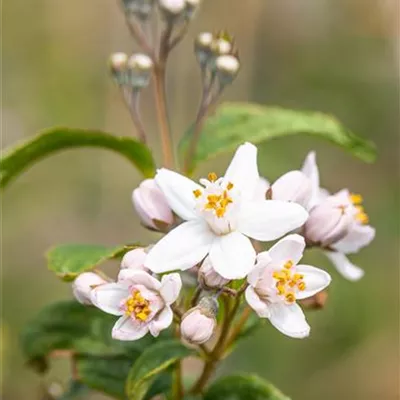 Container 70 - 80 - Deutzie - Deutzia hybrida (x) 'Mont Rose'