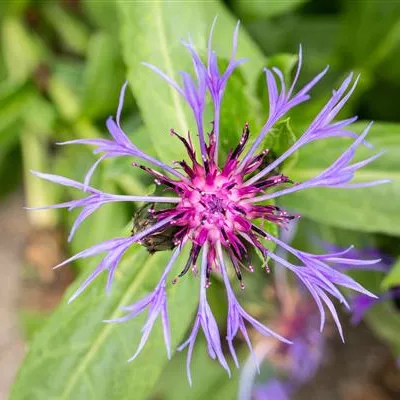 Topfgrösse 1 Liter - Bergflockenblume - Centaurea montana