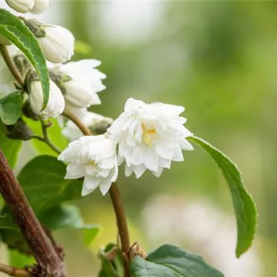 Container 70 - 80 - Deutzie - Deutzia scabra 'Plena'