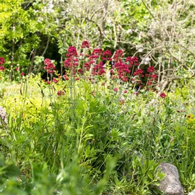 Topfgrösse 0.5 Liter - Spornblume - Centranthus ruber 'Coccineus'