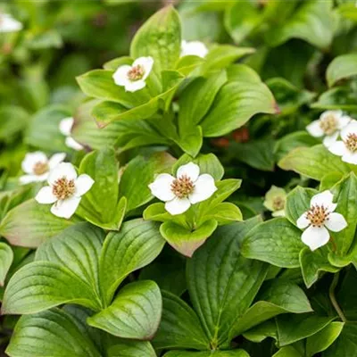  8 - 10 - Kanadischer Hartriegel - Cornus canadensis