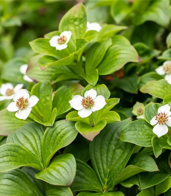 Cornus canadensis