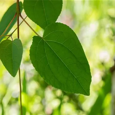 im Container 150 - 175 - Katsurabaum - Cercidiphyllum japonicum