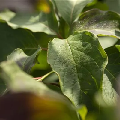 im Container 125 - 150 - Pagoden Hartriegel - Cornus controversa