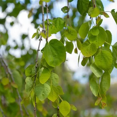 im Container 125 - 150 - Katsurabaum - Cercidiphyllum japonicum 'Pendulum'