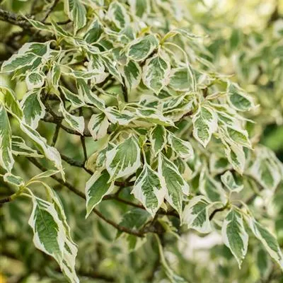 Container 70 - 80 - Pagoden Hartriegel - Cornus controversa 'Variegata'