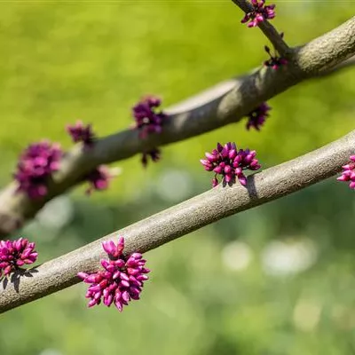 im Container 80 - 100 - Kanadischer Judasbaum - Cercis canadensis 'Forest Pansy'