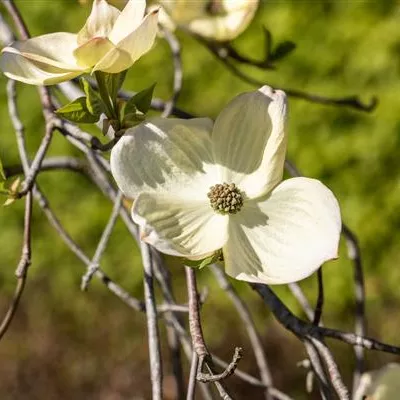 im Container Höhe 80-100cm - Amerikanischer Blumen-Hartriegel 'Ascona' - Cornus 'Ascona'