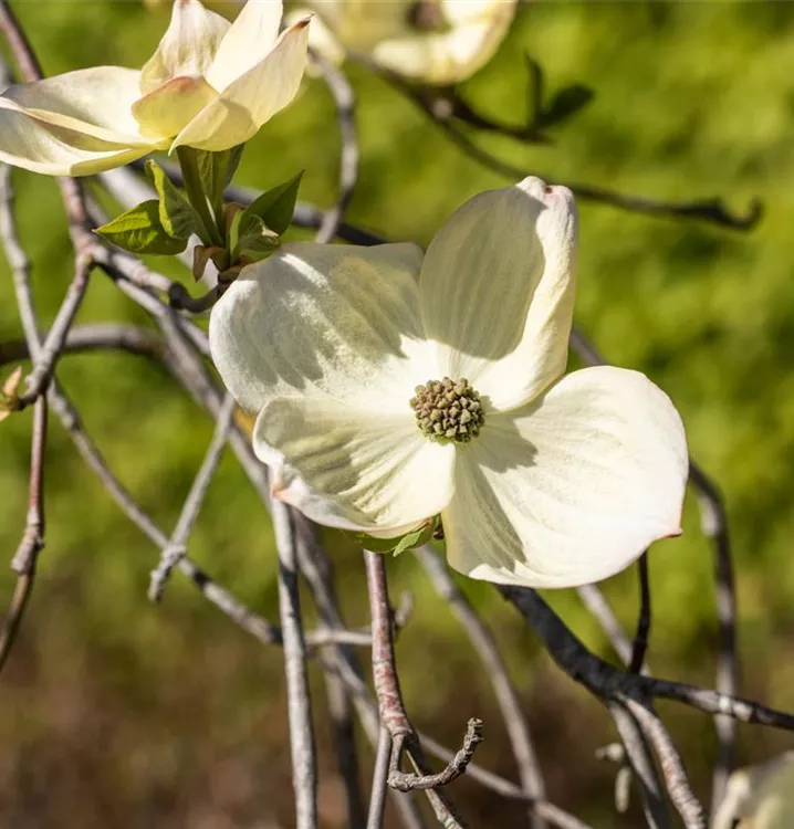 Amerikanischer Blumen-Hartriegel 'Ascona' - Cornus 'Ascona'