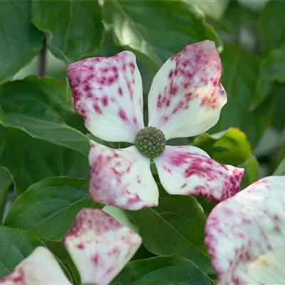 im Container 80 - 100 - Blumenhartriegel - Cornus florida