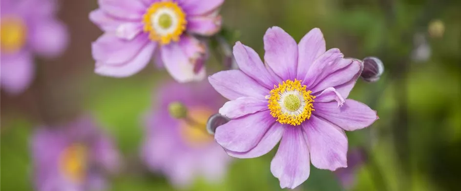 Anemone japonica