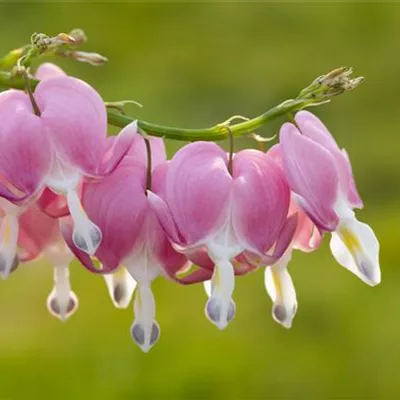 Topfgrösse 1.3 Liter - Frauenherz - Dicentra spectabilis