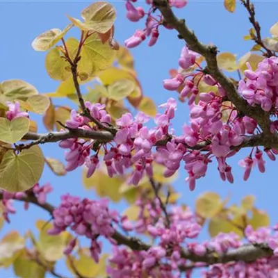 im Container 200 - 250 - Cercis siliqaustrum Schirmform