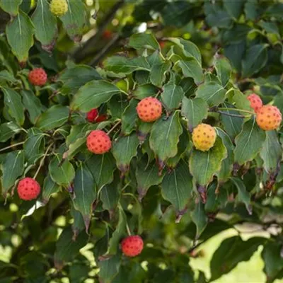 im Container 80 - 100 - Kousa-Hartriegel - Cornus kousa 'Milky Way'