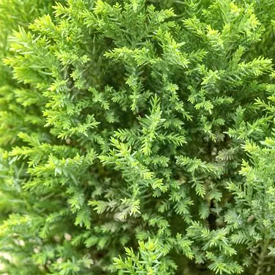 Container 70 - 80 - Scheinzypresse - Chamaecyparis lawsoniana 'Ellwood's Gold'