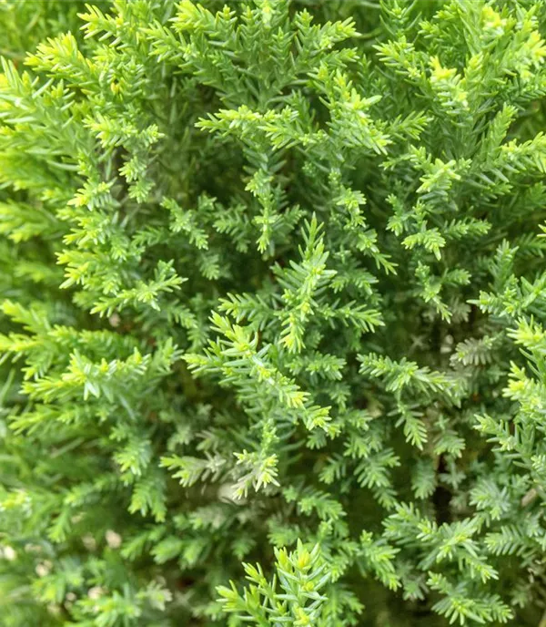 Chamaecyparis lawsoniana 'Ellwood's Gold'