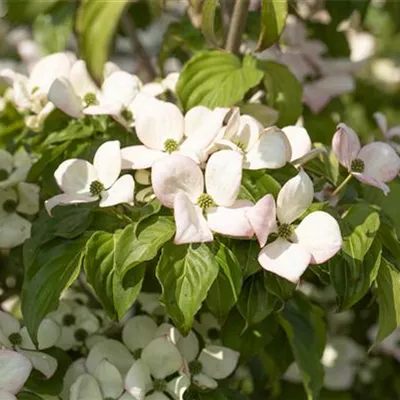 im Container 80 - 100 - Kousa-Hartriegel - Cornus kousa 'Satomi'