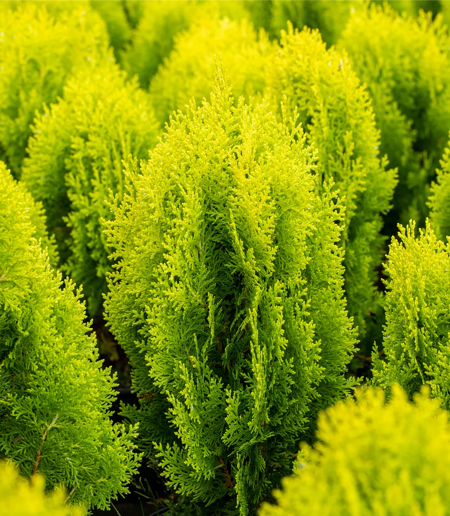 Chamaecyparis lawsoniana 'Ivonne'