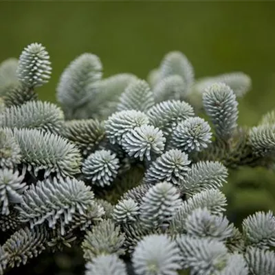 im Container Höhe 150-175cm - Spanische Tanne - Abies pinsapo 'Glauca'