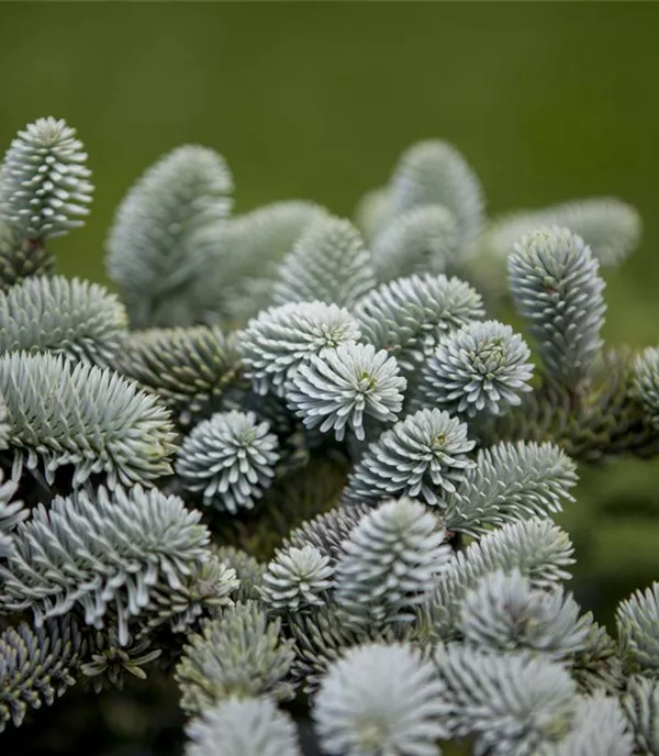 Abies pinsapo 'Glauca'