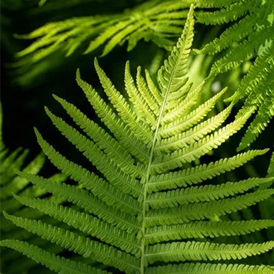 Topfgrösse 3 Liter - Rotschleierfarn - Dryopteris erythrosora